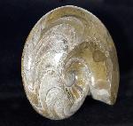 Manticoceras cf. intumescens (BEYRICH 1837) - Bild &copy; FossNet FossilienStore